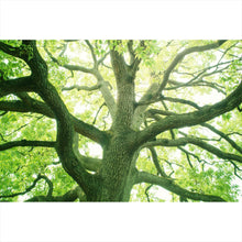 Lade das Bild in den Galerie-Viewer, Poster Alter Baum im Wald Querformat