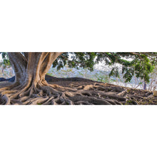 Lade das Bild in den Galerie-Viewer, Poster Alter Baum mit Wurzeln Panorama