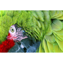 Lade das Bild in den Galerie-Viewer, Spannrahmenbild Amazonas Papagei Querformat