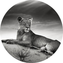 Lade das Bild in den Galerie-Viewer, Aluminiumbild gebürstet Anmutige Löwin Schwarz Weiß Kreis