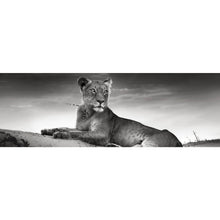Lade das Bild in den Galerie-Viewer, Aluminiumbild Anmutige Löwin Schwarz Weiß Panorama