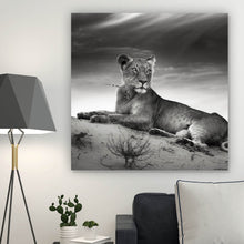 Lade das Bild in den Galerie-Viewer, Poster Anmutige Löwin Schwarz Weiß Quadrat
