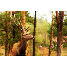 Lade das Bild in den Galerie-Viewer, Spannrahmenbild Anmutiger Hirsch Querformat