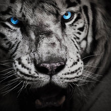 Lade das Bild in den Galerie-Viewer, Leinwandbild Anmutiger Tiger Quadrat