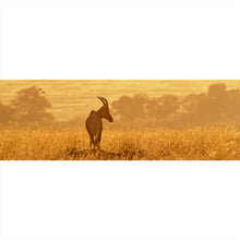Lade das Bild in den Galerie-Viewer, Spannrahmenbild Antilope in der Morgensonne Panorama