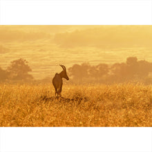 Lade das Bild in den Galerie-Viewer, Aluminiumbild gebürstet Antilope in der Morgensonne Querformat
