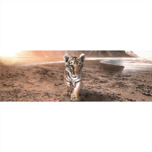 Lade das Bild in den Galerie-Viewer, Aluminiumbild gebürstet Baby Tiger Panorama