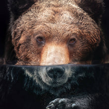 Lade das Bild in den Galerie-Viewer, Leinwandbild Bär unter Wasser Quadrat