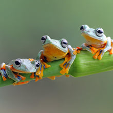 Lade das Bild in den Galerie-Viewer, Leinwandbild Baumfrösche Quadrat