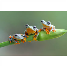 Lade das Bild in den Galerie-Viewer, Leinwandbild Baumfrösche Querformat