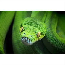 Lade das Bild in den Galerie-Viewer, Leinwandbild Baumpython Querformat