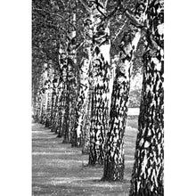 Lade das Bild in den Galerie-Viewer, Poster Birken Allee Schwarz-Weiß Hochformat
