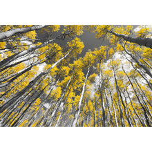 Lade das Bild in den Galerie-Viewer, Acrylglasbild Birkenwald im Herbst Querformat