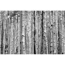 Lade das Bild in den Galerie-Viewer, Aluminiumbild Birkenwald Querformat