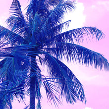 Lade das Bild in den Galerie-Viewer, Poster Blaue Palme mit Rosa Himmel Quadrat