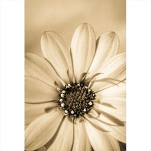Lade das Bild in den Galerie-Viewer, Aluminiumbild Blühende Gerbera in Sepia Hochformat