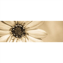 Lade das Bild in den Galerie-Viewer, Poster Blühende Gerbera in Sepia Panorama