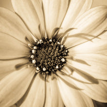 Lade das Bild in den Galerie-Viewer, Poster Blühende Gerbera in Sepia Quadrat
