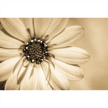 Lade das Bild in den Galerie-Viewer, Poster Blühende Gerbera in Sepia Querformat