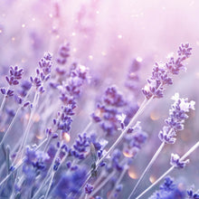 Lade das Bild in den Galerie-Viewer, Spannrahmenbild Blühender Lavendel Quadrat