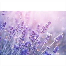 Lade das Bild in den Galerie-Viewer, Spannrahmenbild Blühender Lavendel Querformat
