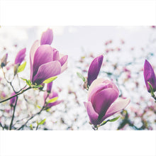 Lade das Bild in den Galerie-Viewer, Aluminiumbild gebürstet Blühender Magnolienbaum Querformat