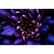 Lade das Bild in den Galerie-Viewer, Acrylglasbild Blüte Violett Querformat