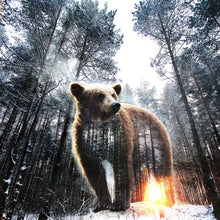 Lade das Bild in den Galerie-Viewer, Poster Braunbär im Wald Quadrat