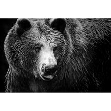 Lade das Bild in den Galerie-Viewer, Leinwandbild Braunbär Schwarz Weiß Querformat