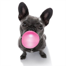 Lade das Bild in den Galerie-Viewer, Aluminiumbild gebürstet Bubble Bulldogge Hochformat