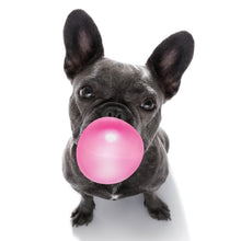 Lade das Bild in den Galerie-Viewer, Poster Bubble Bulldogge Quadrat