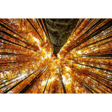 Lade das Bild in den Galerie-Viewer, Poster Buche im Herbst Querformat