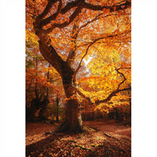 Lade das Bild in den Galerie-Viewer, Poster Buche im Herbst No.1 Hochformat