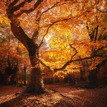 Lade das Bild in den Galerie-Viewer, Poster Buche im Herbst No.1 Quadrat