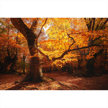 Lade das Bild in den Galerie-Viewer, Spannrahmenbild Buche im Herbst No.1 Querformat