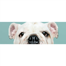 Lade das Bild in den Galerie-Viewer, Aluminiumbild Bulldoggen Welpe Panorama