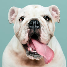 Lade das Bild in den Galerie-Viewer, Aluminiumbild Bulldoggen Welpe Quadrat