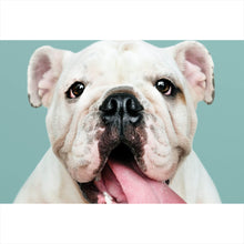 Lade das Bild in den Galerie-Viewer, Leinwandbild Bulldoggen Welpe Querformat