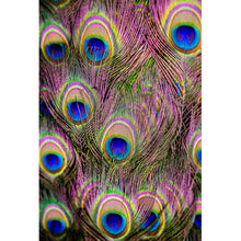 Lade das Bild in den Galerie-Viewer, Spannrahmenbild Bunte Pfauenfedern Hochformat