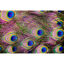 Lade das Bild in den Galerie-Viewer, Aluminiumbild Bunte Pfauenfedern Querformat