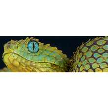Lade das Bild in den Galerie-Viewer, Aluminiumbild Buschviper Panorama
