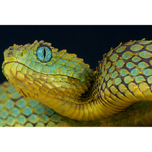 Lade das Bild in den Galerie-Viewer, Aluminiumbild Buschviper Querformat