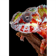 Lade das Bild in den Galerie-Viewer, Aluminiumbild Chamäleon auf schwarzem Hintergrund Hochformat