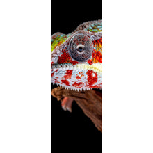 Lade das Bild in den Galerie-Viewer, Spannrahmenbild Chamäleon auf schwarzem Hintergrund Panorama Hoch