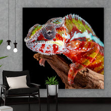 Lade das Bild in den Galerie-Viewer, Leinwandbild Chamäleon auf schwarzem Hintergrund Quadrat