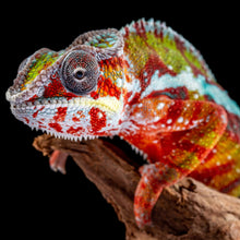 Lade das Bild in den Galerie-Viewer, Leinwandbild Chamäleon auf schwarzem Hintergrund Quadrat