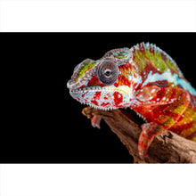 Lade das Bild in den Galerie-Viewer, Spannrahmenbild Chamäleon auf schwarzem Hintergrund Querformat
