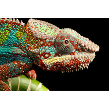 Lade das Bild in den Galerie-Viewer, Acrylglasbild Chamäleon Querformat