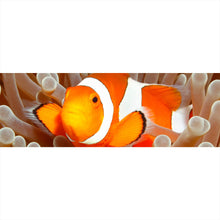 Lade das Bild in den Galerie-Viewer, Poster Clown-Anemonenfisch Panorama