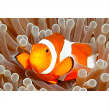 Lade das Bild in den Galerie-Viewer, Poster Clown-Anemonenfisch Querformat
